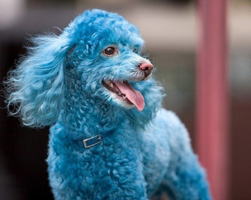 A blue poodle.