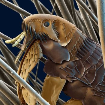Flea under electron microscope.